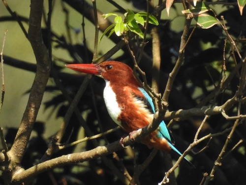 White-throated Kingfisher